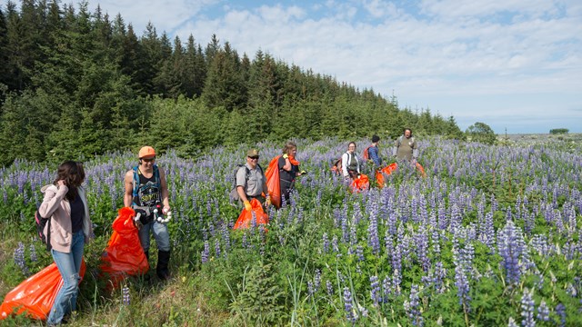 a group of volunteers and park staff pick up trash in Wrangell-St. Elias National Park