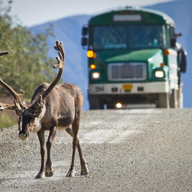 a caribou walks in front of a bus in Denali National Park