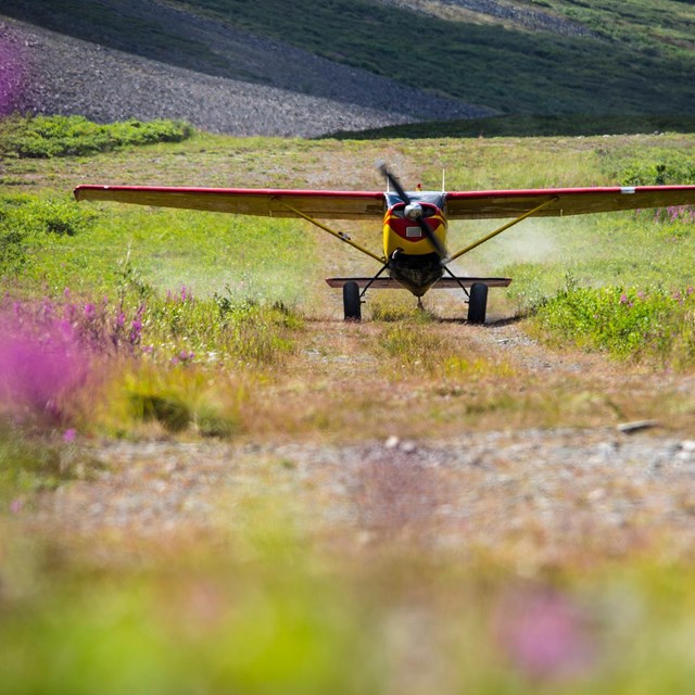 a plan lands in a field of wildflowers