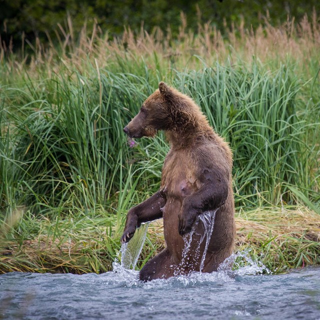 a female bear sits on its haunches in a river