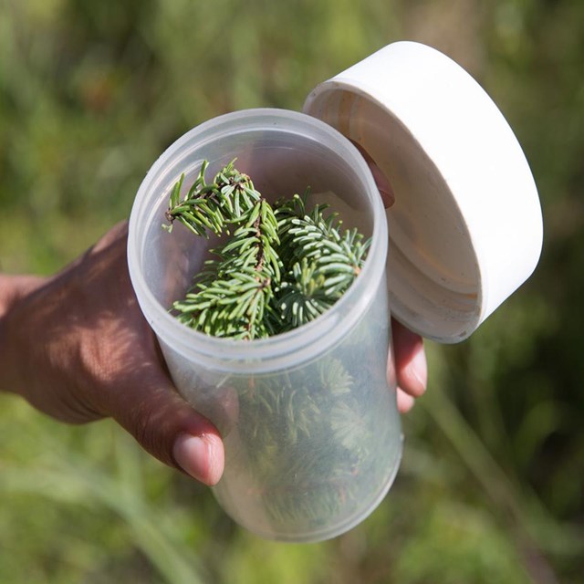 A collection of green spruce needles sits in a specimen container.