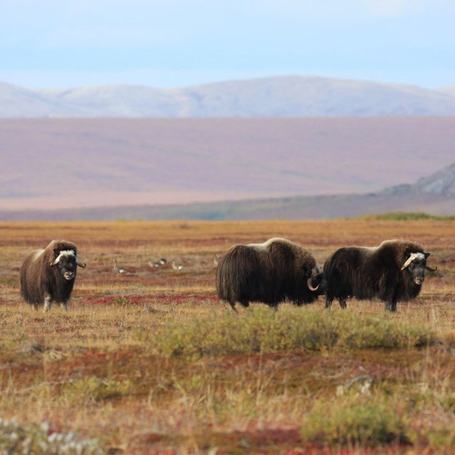 Musk ox stand in colorful autumn tundra