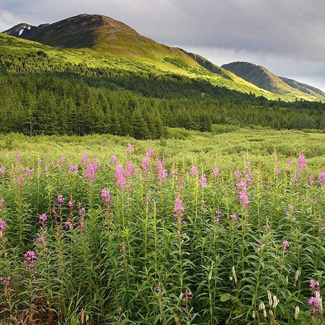 wildflowers and grass grow on turnagain pass