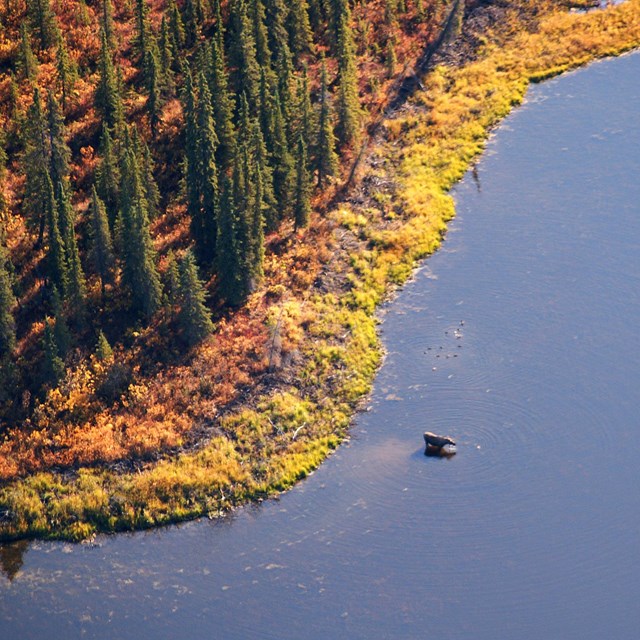 aerial shot of a moose standing in the kobuk river eating aquatic plants