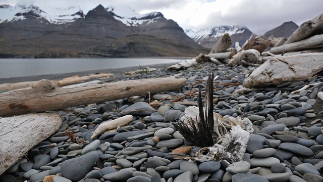 A seabird carcass on a rocky shore.
