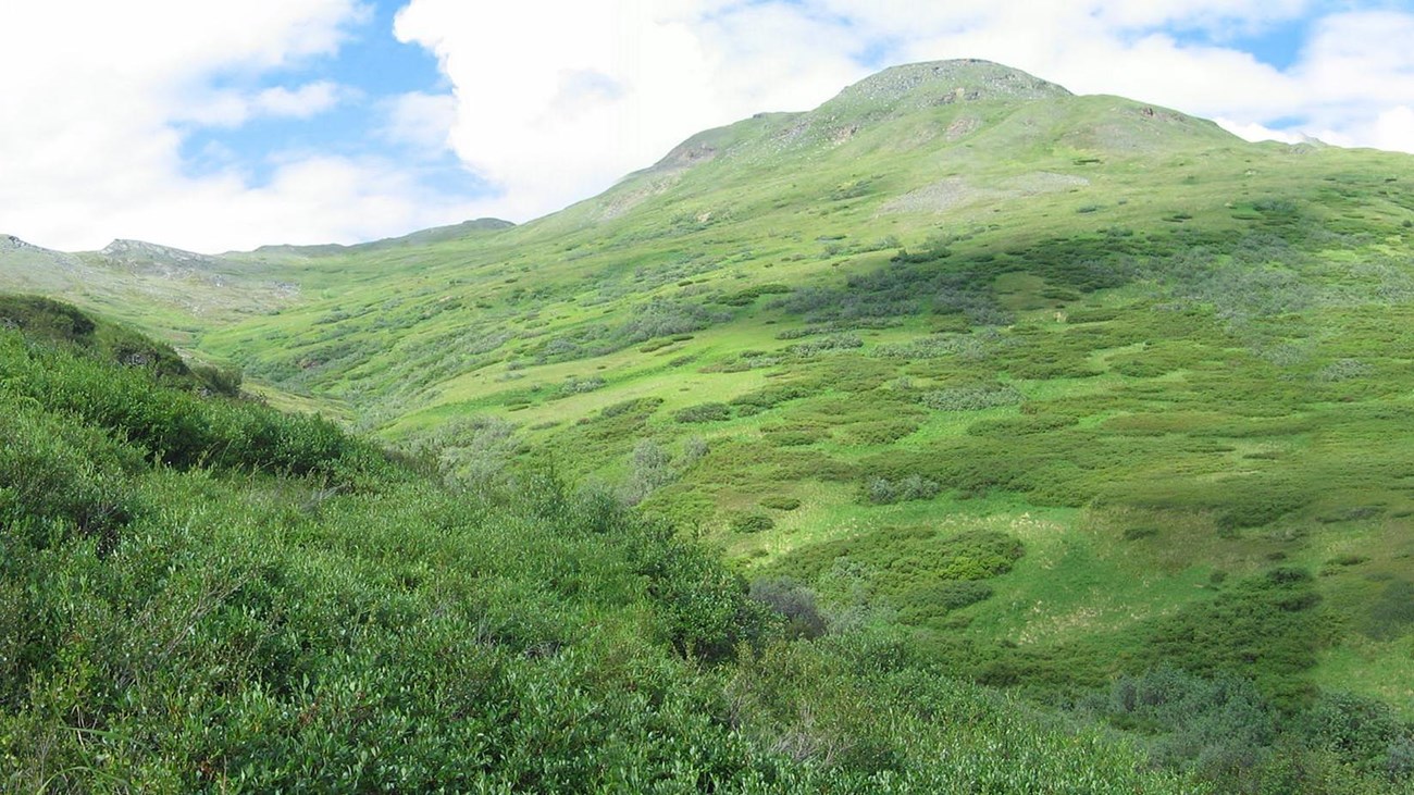 A green alpine meadow.