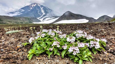 A wildflower in a rocky location with volcanoes.