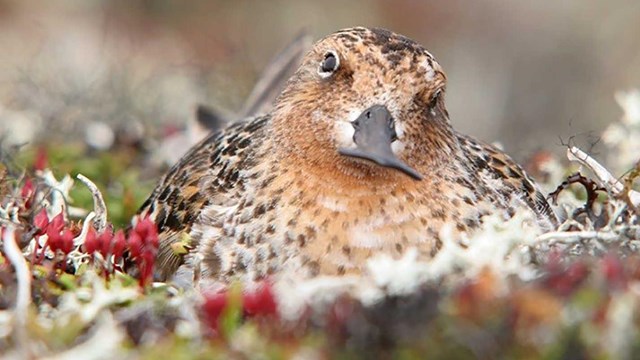 A spoon-billed sandpiper nesting.