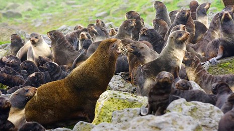 Fur seal colony.