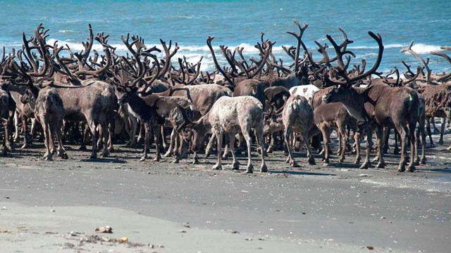 Reindeer herd on the beach.