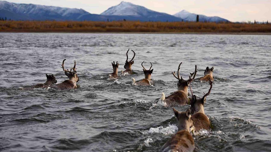 Caribou swim across a river.
