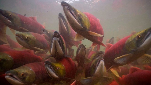 Sockeye salmon in spawning color.