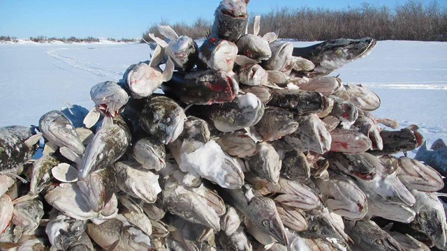 A pile of frozen northern pike from ice fishing.