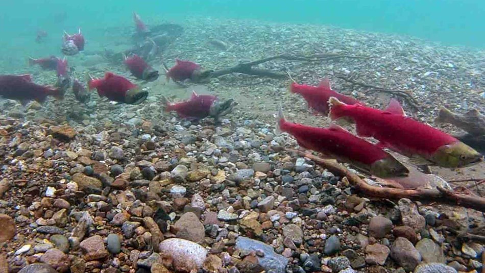 Spawning red salmon in turquoise waters.