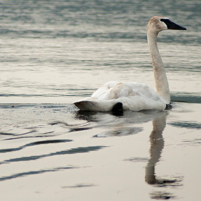 a white swan gliding across a pond