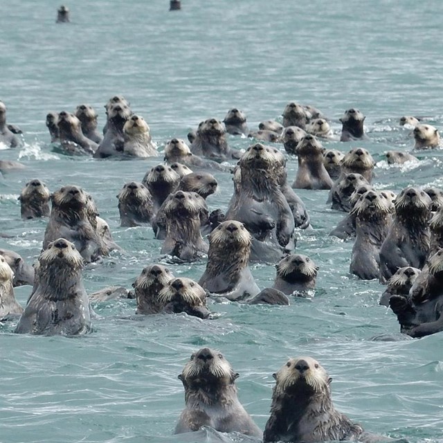 dozens of sea otters floating in the ocean