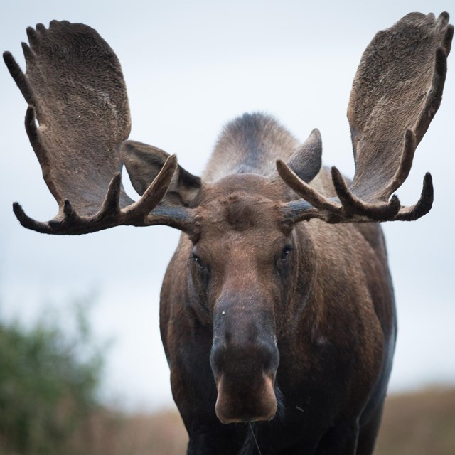 a bull moose with large antlers