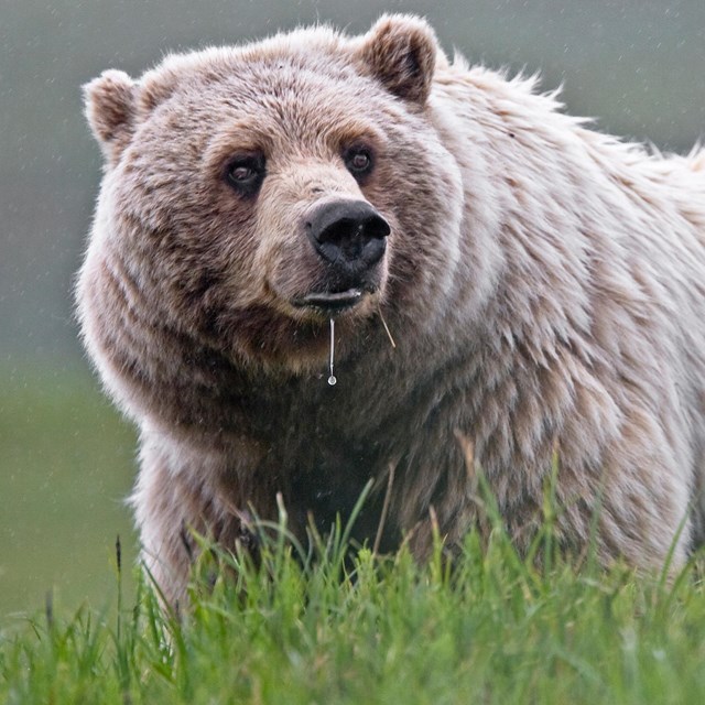 a large grizzly bear