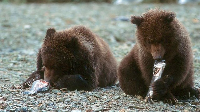 Two bear cubs enjoy a salmon snack.