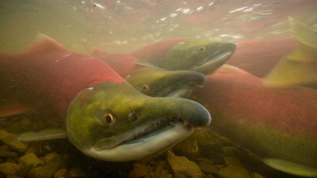 Salmon swim upriver to spawn.