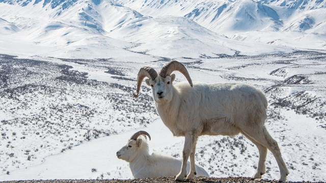 Dall sheep look out over the mountains
