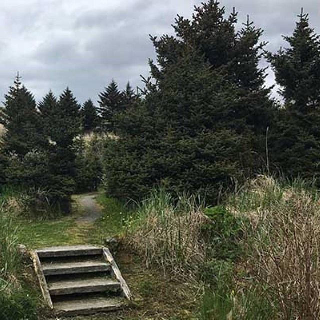 wooden steps lead up through a sparse collection of spruce trees.