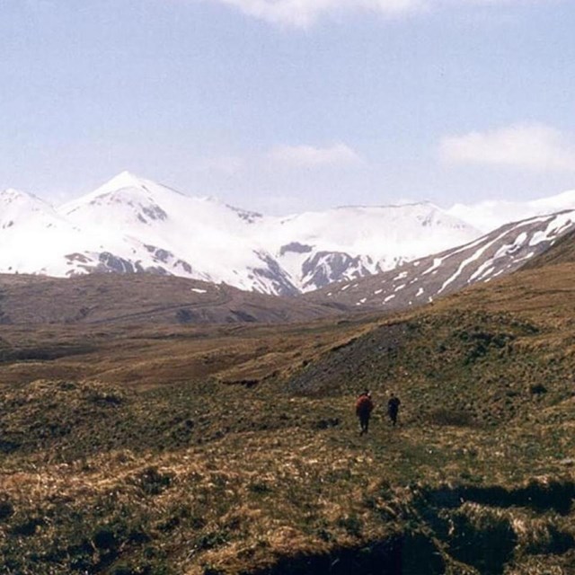 two people in the distance walk through a field of yellow flowers toward a snow-capped mountain.