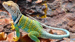 A brightly colored male Collared Lizard suns himself on a flint outcropping