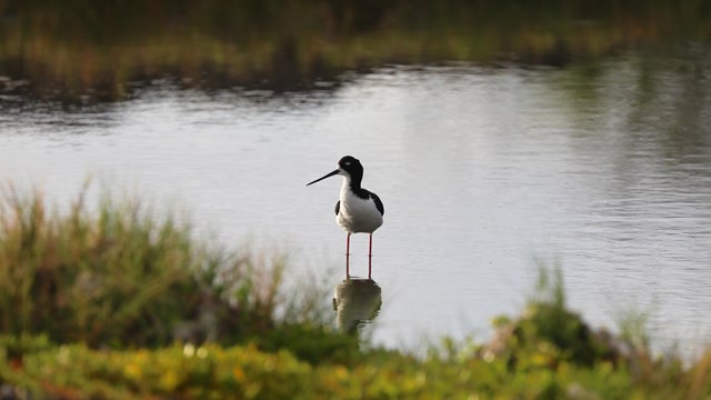 Hawaiian stilt wading in shallow water