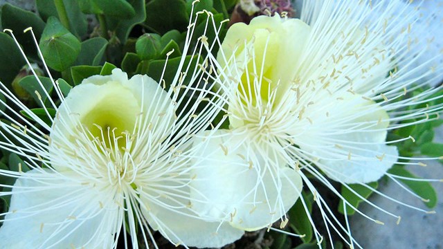 Close-up of a white flower