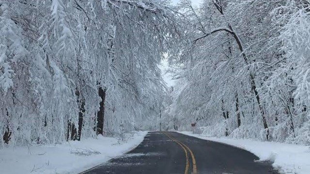 The park entrance road with snow on the trees.