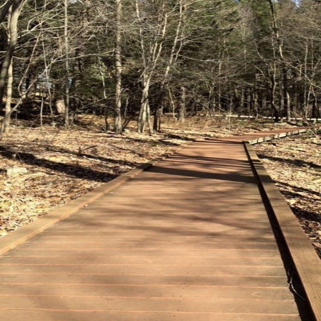 Boardwalk in the park.