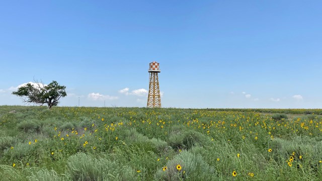 A field of grass and flowers with a tall water tower in the distance