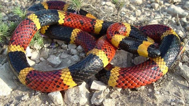 Coral Snake