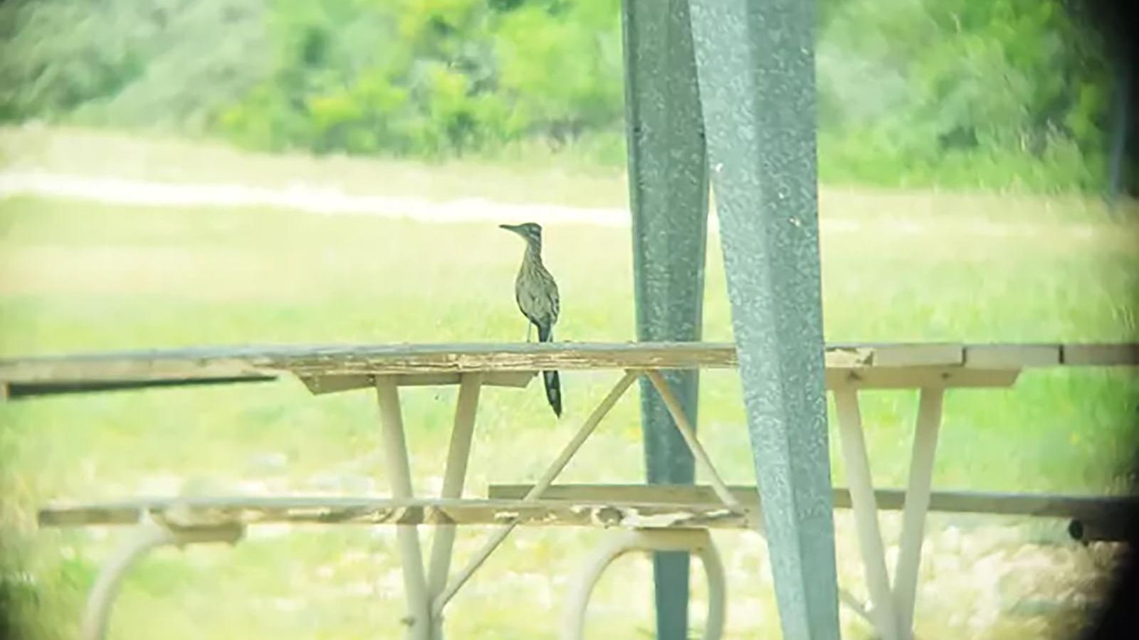 Roadrunner on a picnic table viewed through binoculars.
