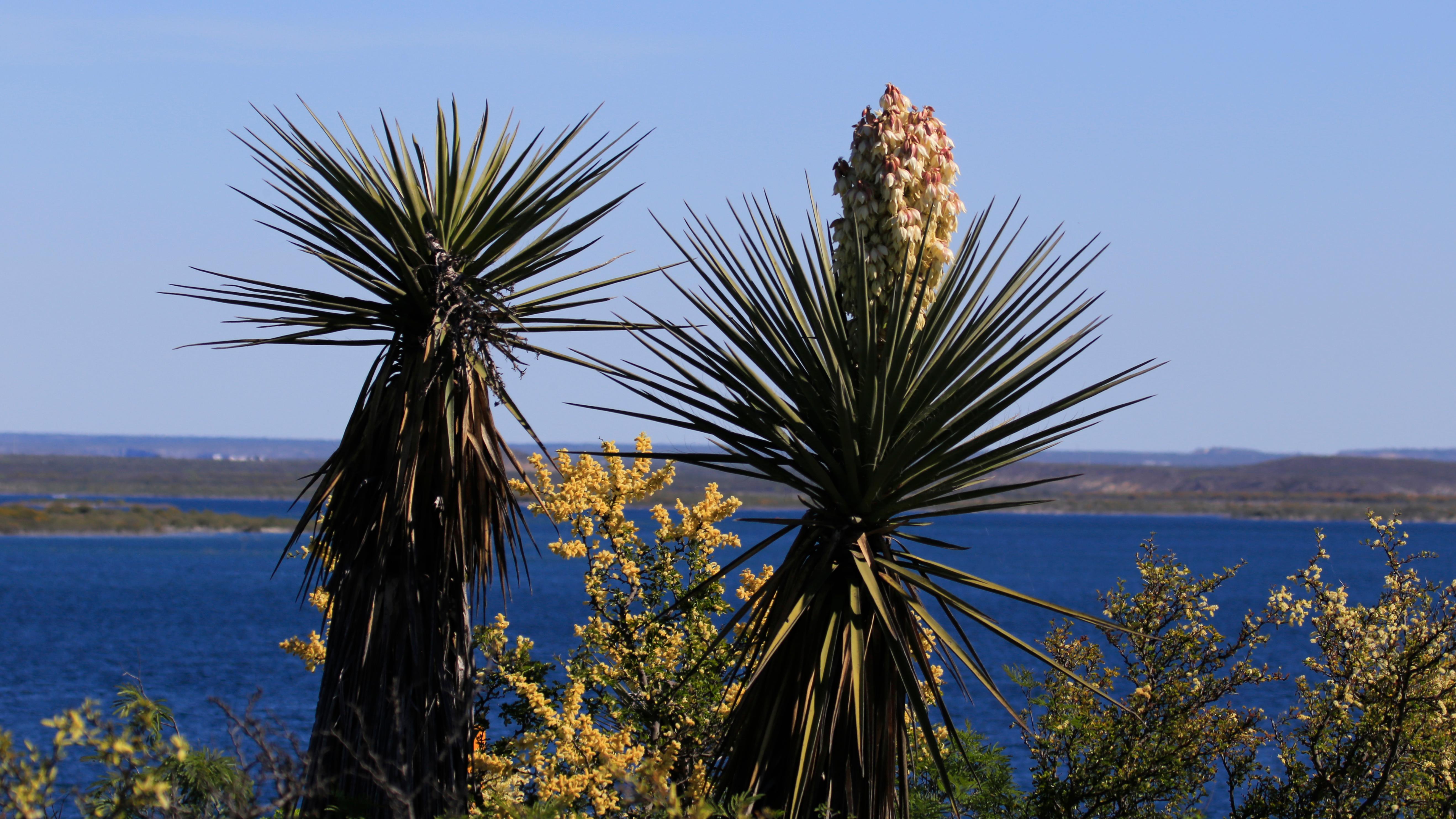 Two yuccas in bloom.