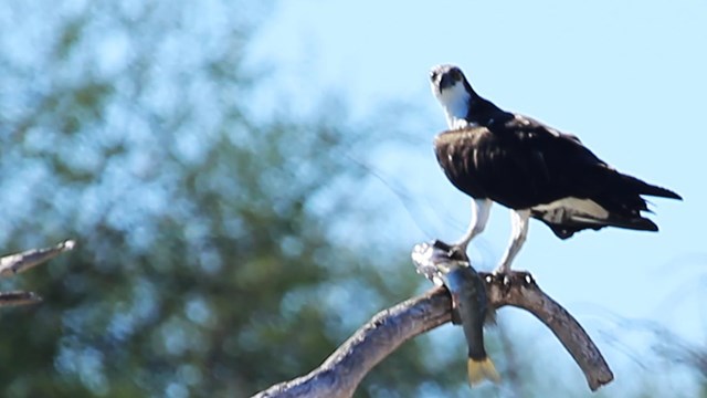 Osprey with fish on denuded tree branch tip
