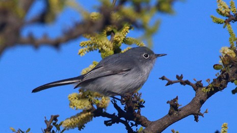 Blue grey gnat catcher