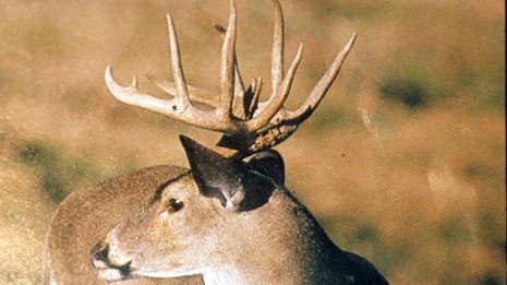 Buck Deer