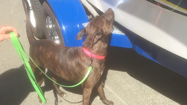 Mussel-sniffing dog inspecting a boat at Amistad boat ramp.