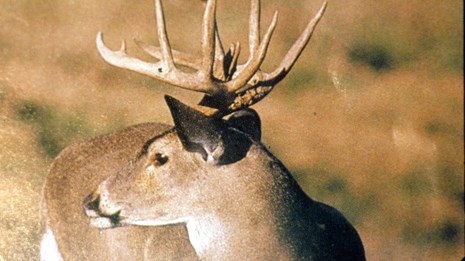 Buck deer