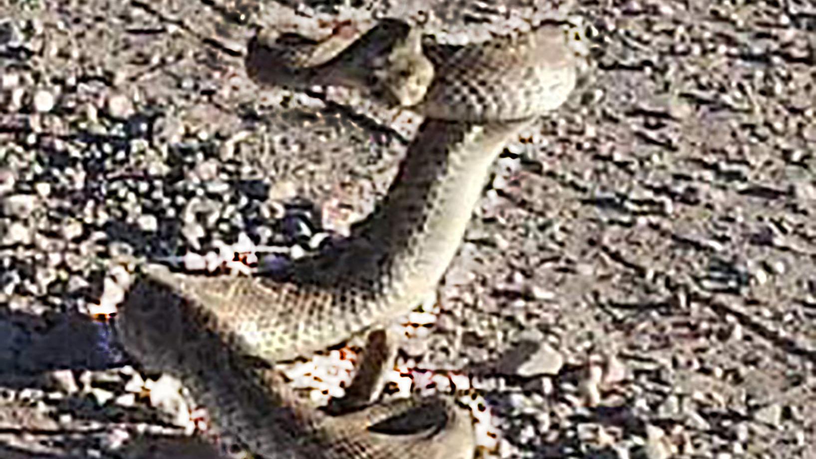 Rattlesnake coiled and ready to strike.