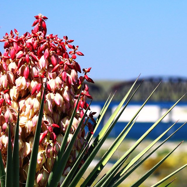 A yucca flower in front of a bridge