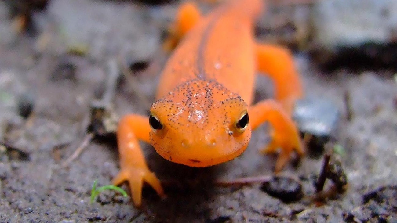 An orange-colored Eastern newt walking 