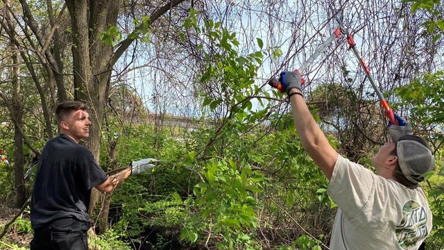 Two volunteers using loopers to remove invasive vines in a tree. 