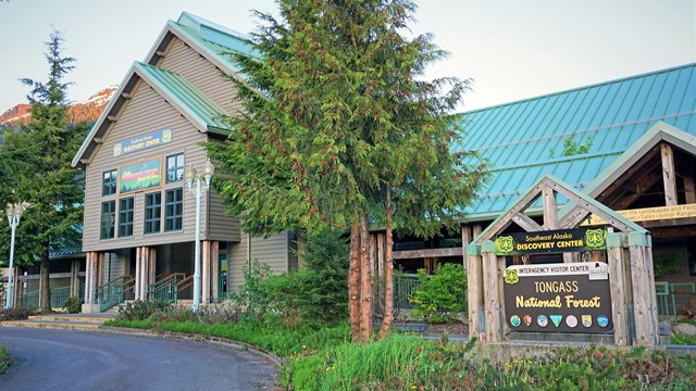 Large green roofed building behind an evergreen tree.