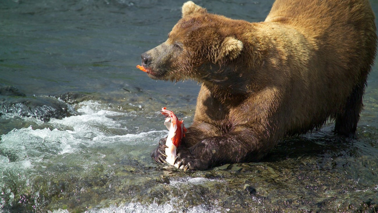 Large brown bear with salmon in front paws in rushing river.