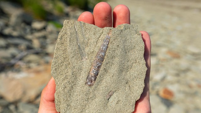 Close up of hand holding a sandstone rock with a fossil in the middle.