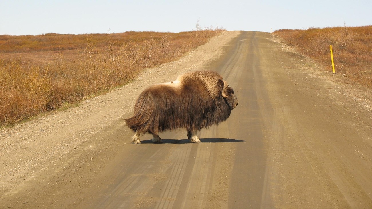 Brown muskox standing in middle of unmarked paved road with brown grass on either side.
