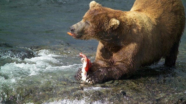 Brown bear in water eating salmon held in front paws.